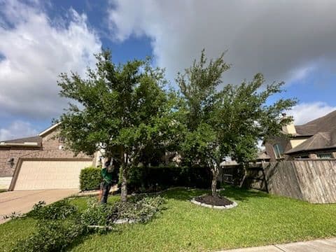 Project Katy TX Tree Transformation Boosts Curb Appeal image