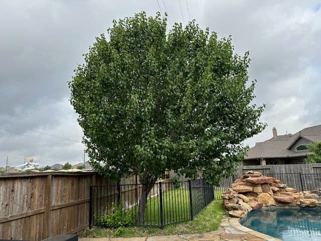 Gallery photos for Katy TX Tree Transformation Boosts Curb Appeal: Image #2