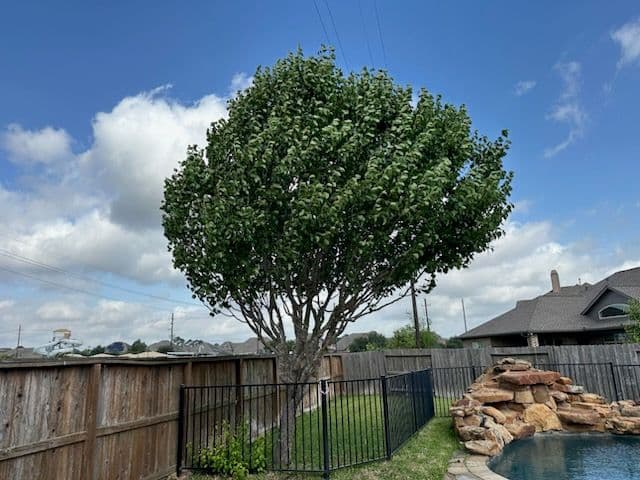 Gallery photos for Katy TX Tree Transformation Boosts Curb Appeal: Image #3
