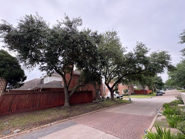 Transforming Houston with Expert Tree Trimming image