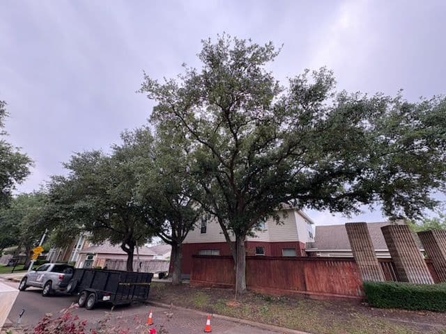Gallery photos for Transforming Houston with Expert Tree Trimming: Image #1