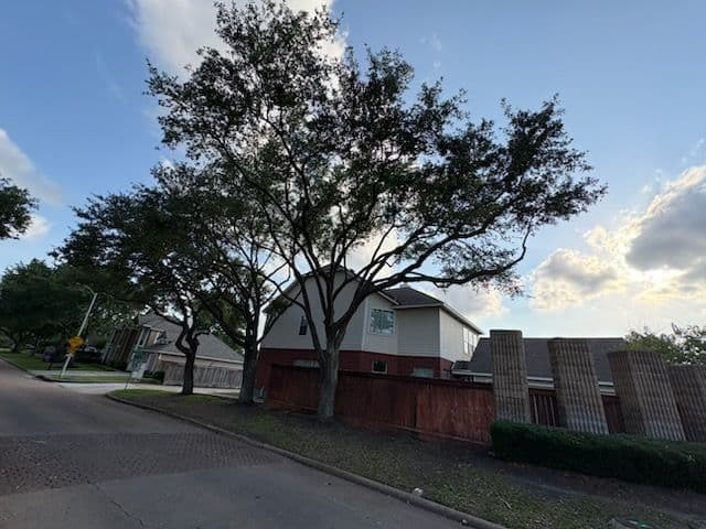 Gallery photos for Transforming Houston with Expert Tree Trimming: Image #3