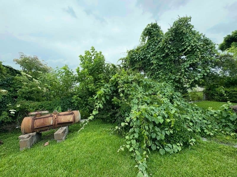 Gallery photos for Houston Backyard Revamp by I&B Tree Service: Image #2