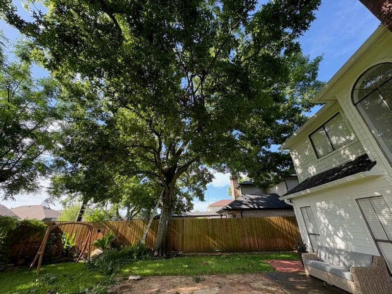 Tree Trimming Excellence in Pecan Grove Richmond TX image