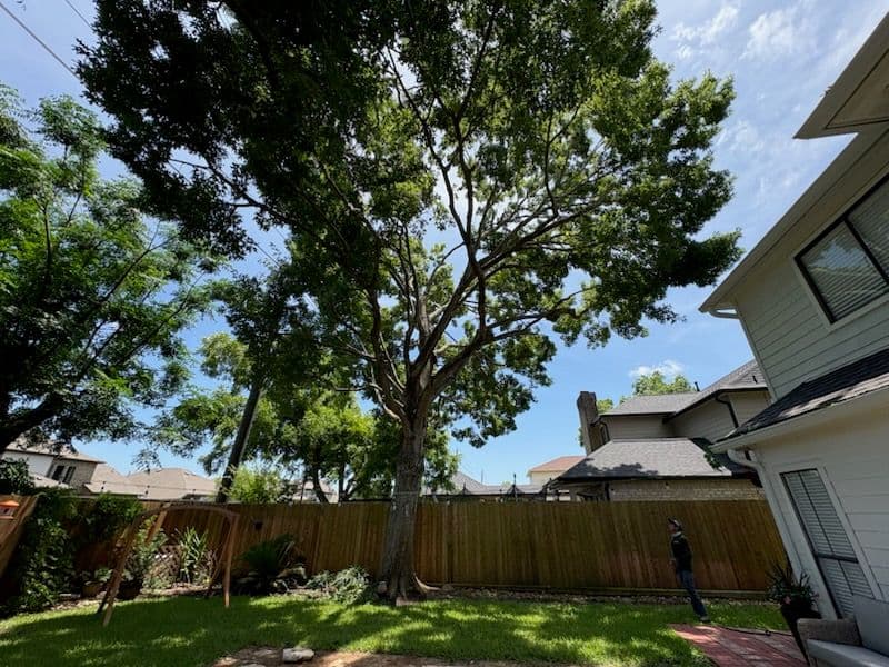 Gallery photos for Tree Trimming Excellence in Pecan Grove Richmond TX: Image #1