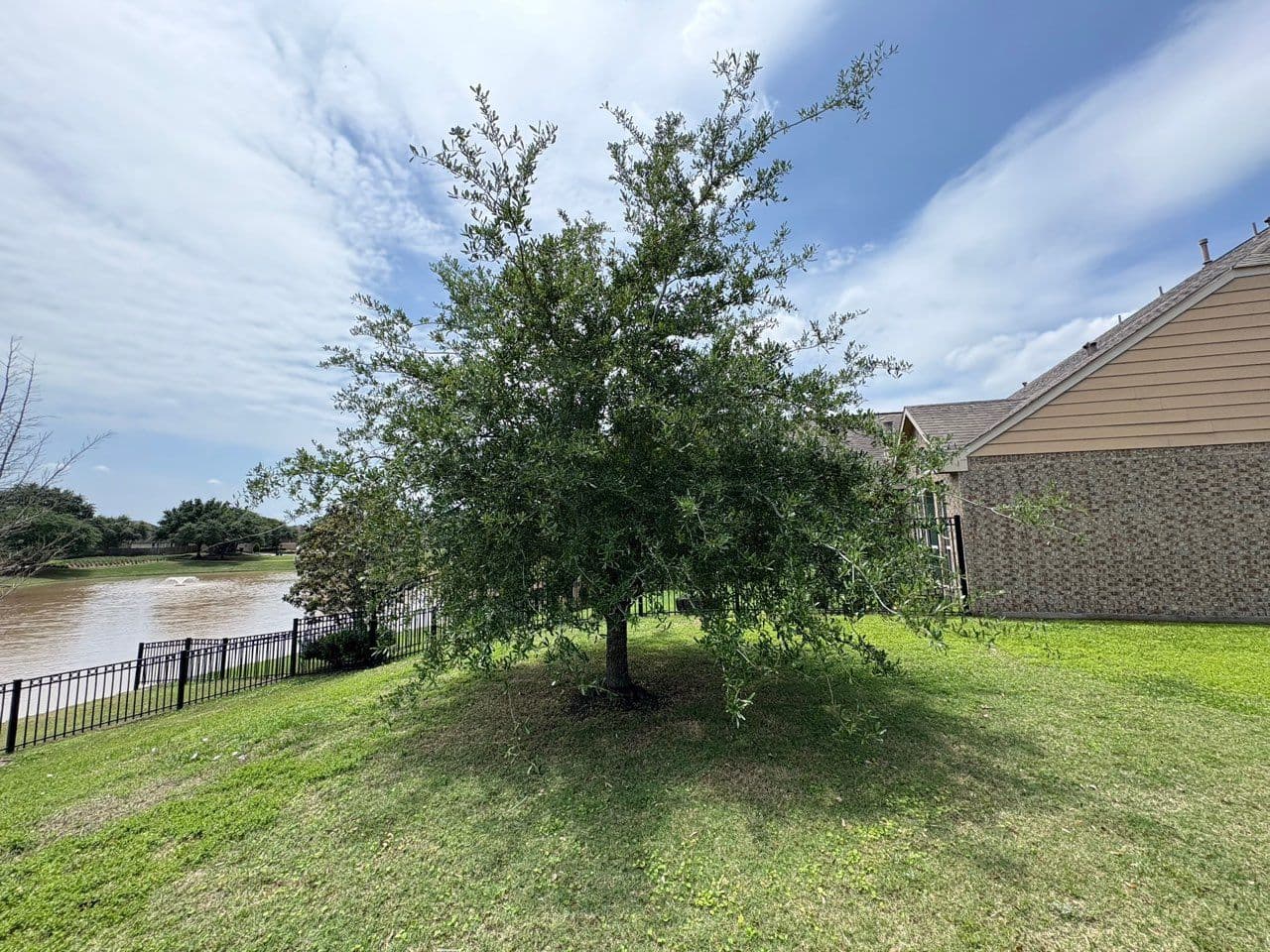 Transforming Tree Views in Sugar Land image
