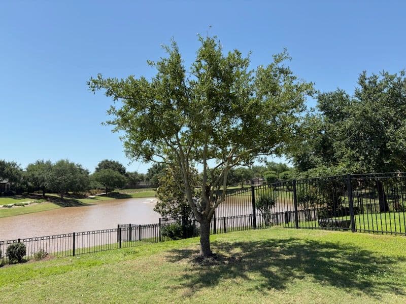 Gallery photos for Transforming Tree Views in Sugar Land: Image #1