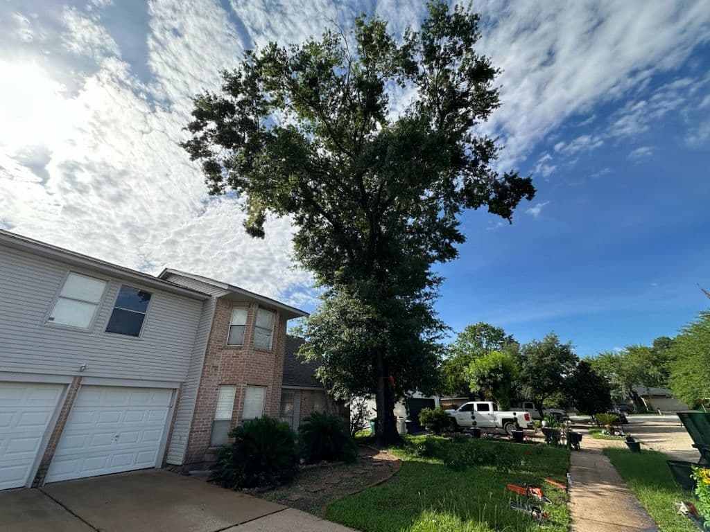 Houston Tree Trimming for Clear Skies and Views image