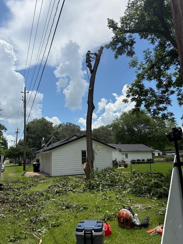 Project Expert Pine Tree Removal in Houston TX image