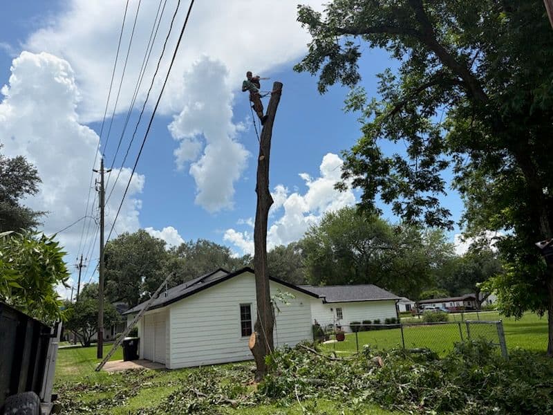 Gallery photos for Expert Pine Tree Removal in Houston TX: Image #1