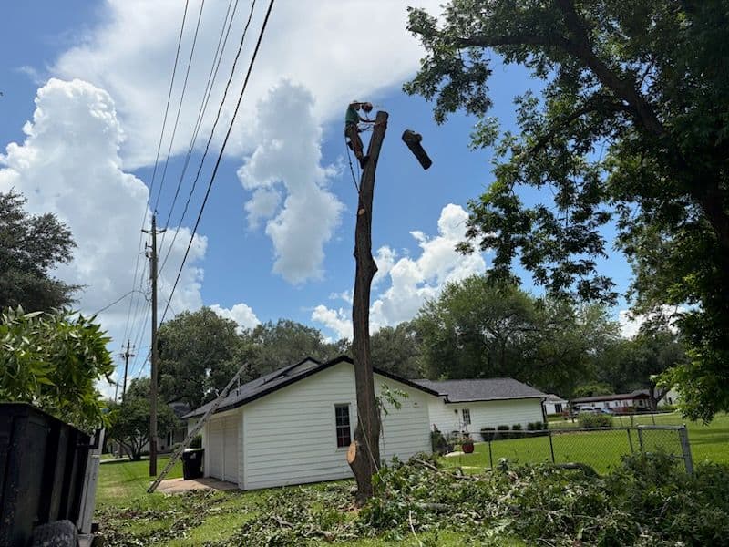Gallery photos for Expert Pine Tree Removal in Houston TX: Image #2