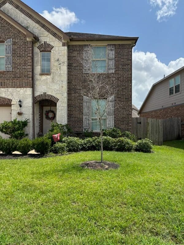 Project Brookshire Tree Transformation Success Story image