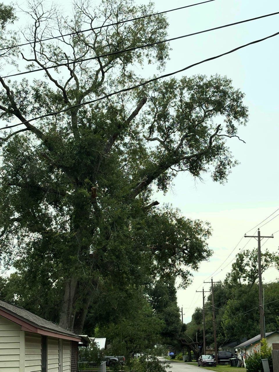 Tree Trimming for Neighborhood Safety in Houston image