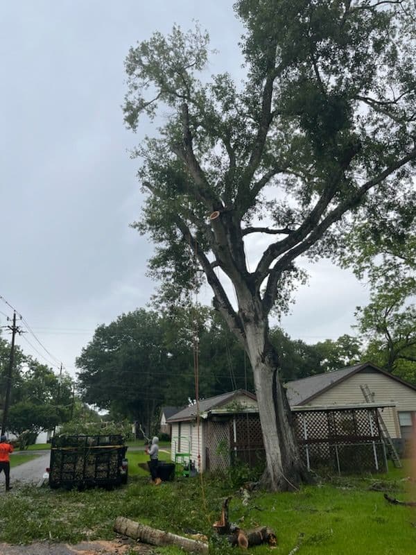 Gallery photos for Tree Trimming for Neighborhood Safety in Houston: Image #1