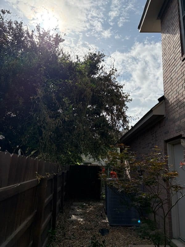 Impressive Tree Trimming Transformation in Katy TX image