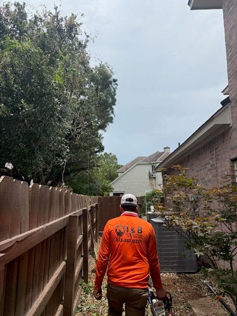 Gallery photos for Impressive Tree Trimming Transformation in Katy TX: Image #1
