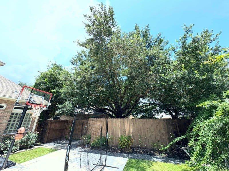 Gallery photos for Impressive Tree Trimming Transformation in Katy TX: Image #2