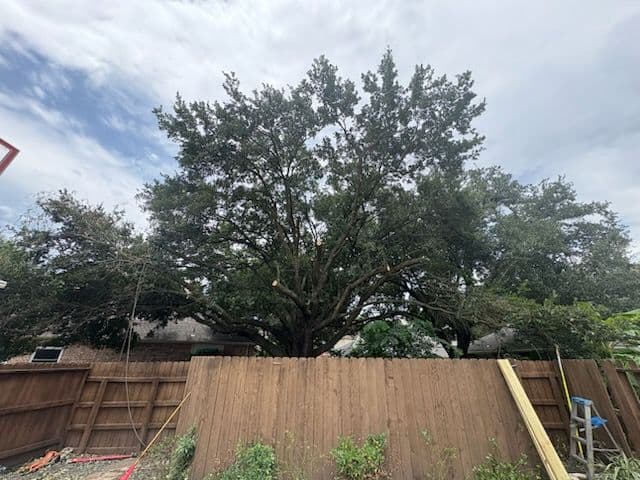 Gallery photos for Impressive Tree Trimming Transformation in Katy TX: Image #3