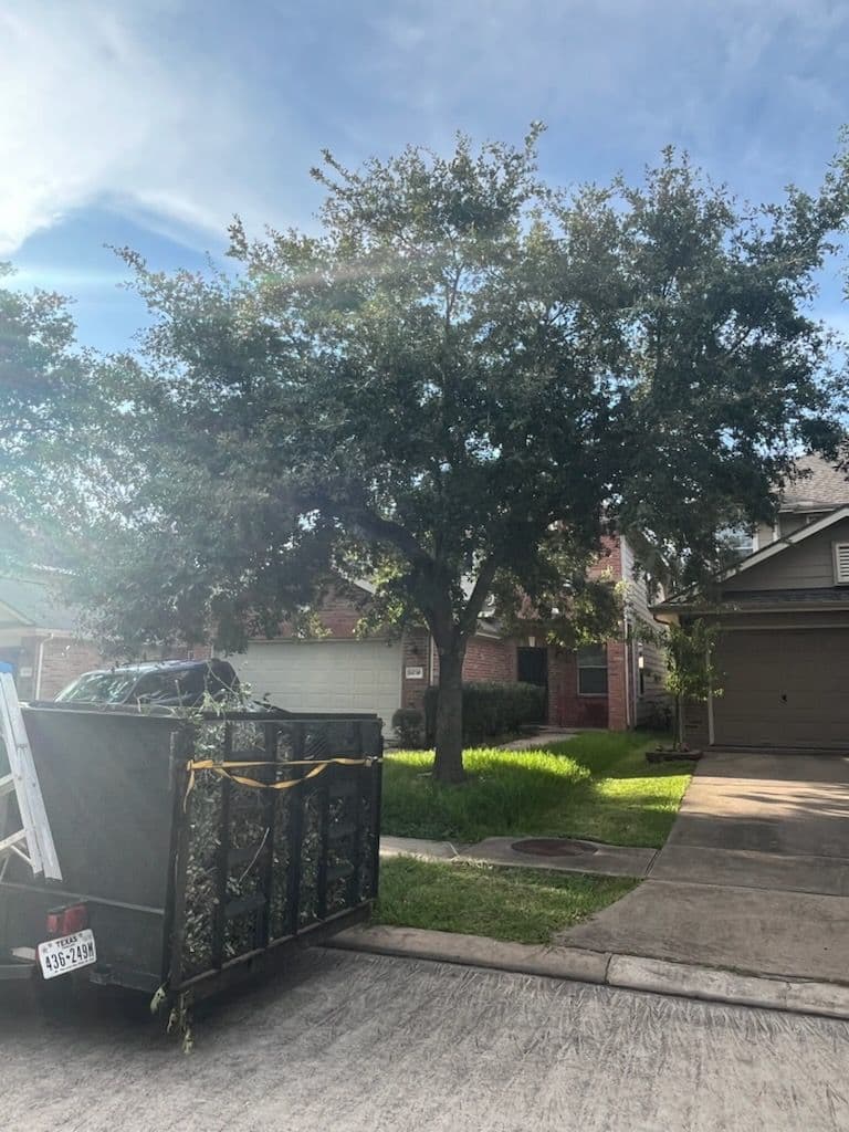 Transform Your Yard with Expert Tree Trimming image