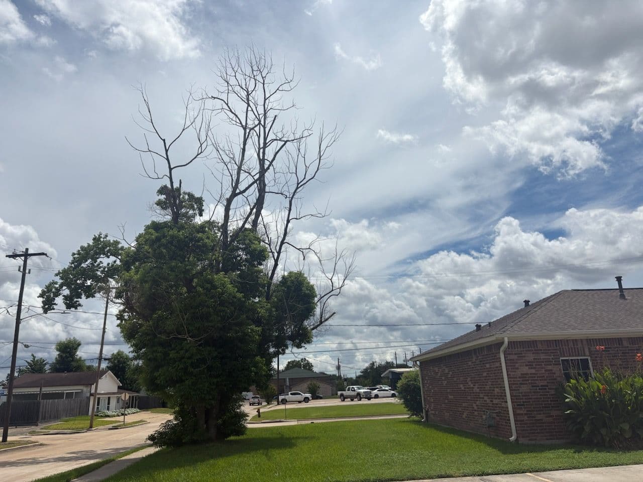 Transforming Overgrown Trees into Scenic Yard Features image