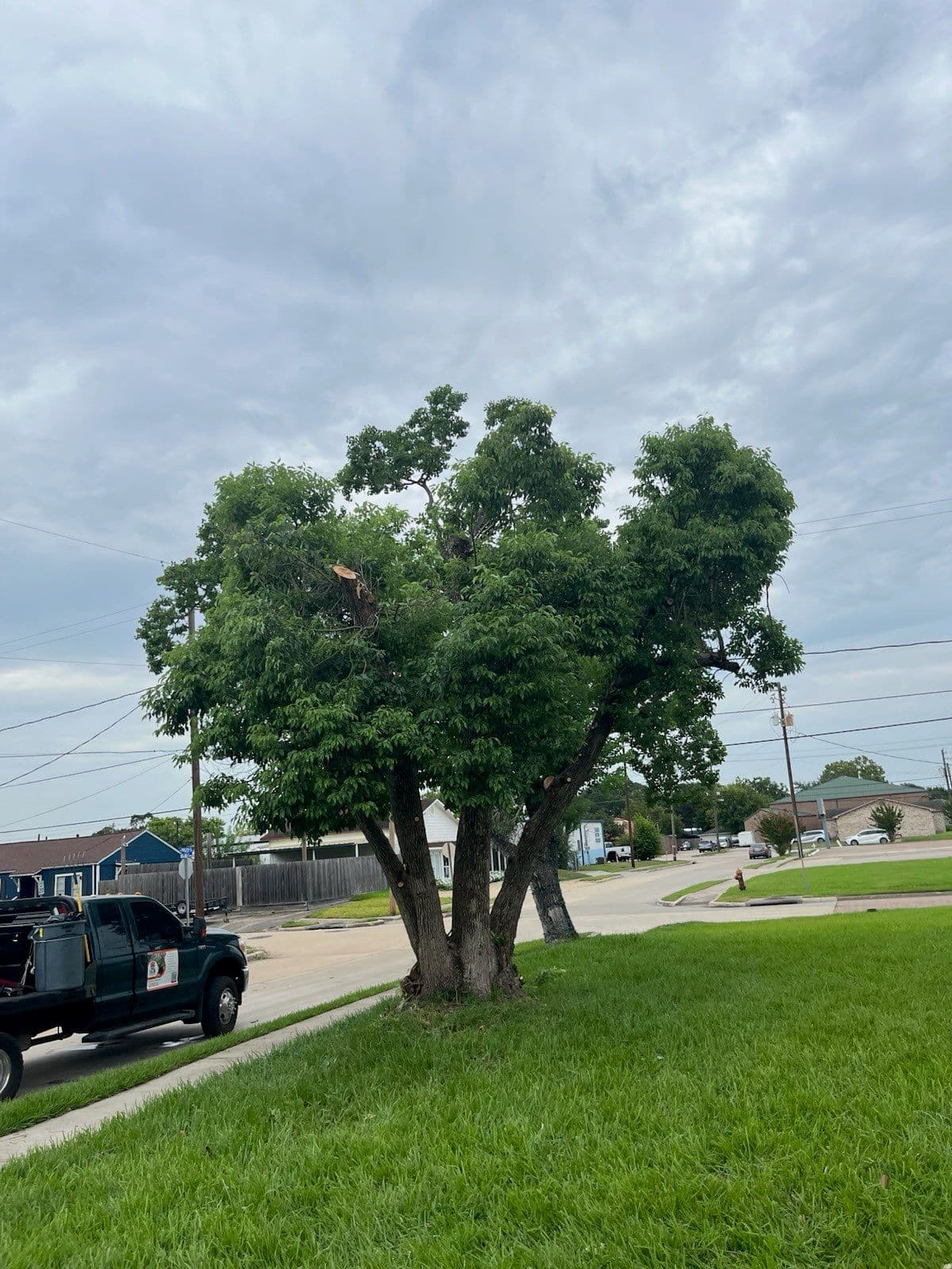 Gallery photos for Transforming Overgrown Trees into Scenic Yard Features: Image #1