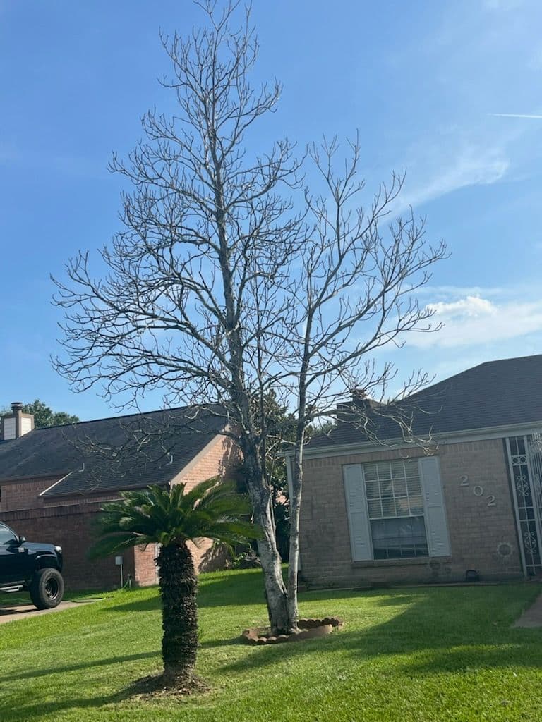 Efficient Tree Removal Revives Stafford Home image