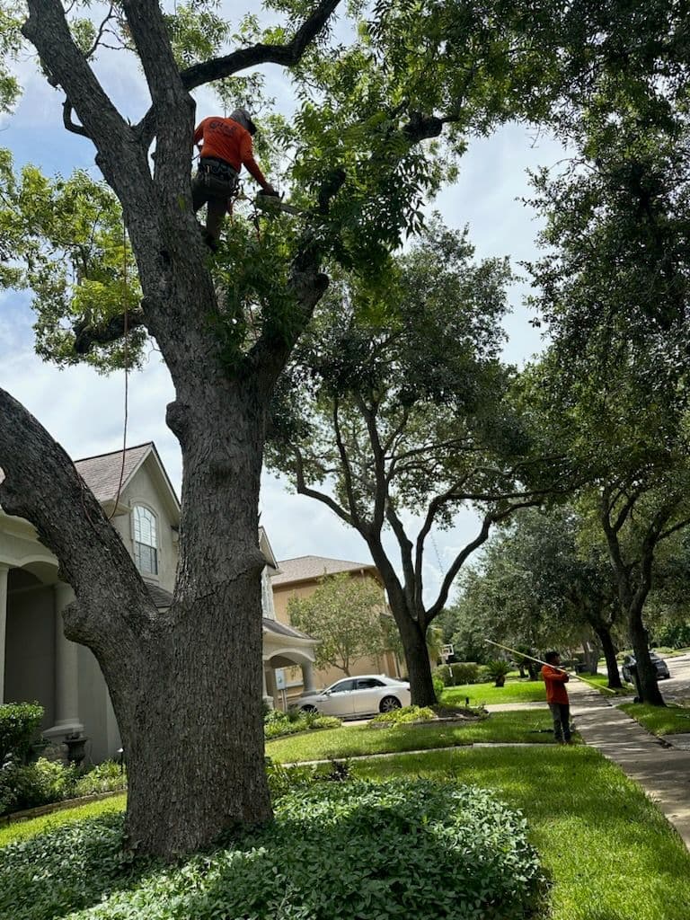 Expert Tree Trimming in Sugarland for Safety image