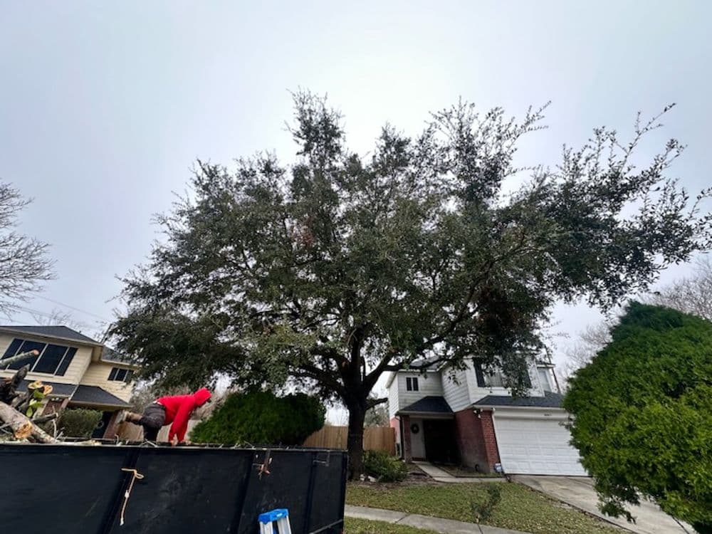 Tree trimming project with worker in red near residential homes under overcast sky.
