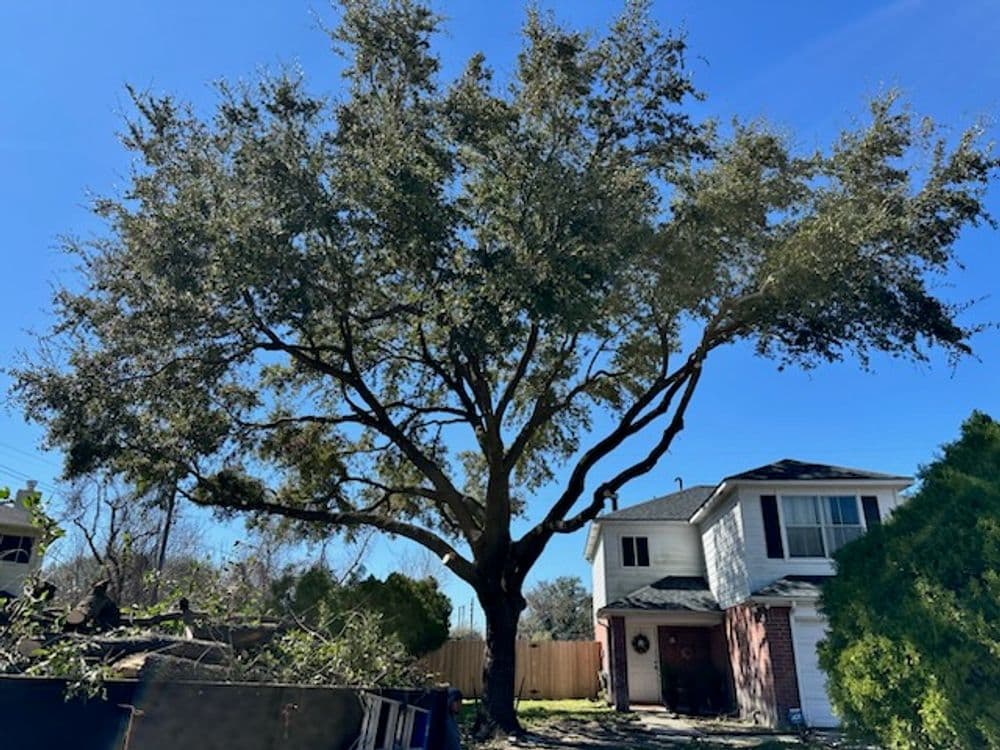 Large oak tree with expansive branches beside a two-story house under a clear blue sky.