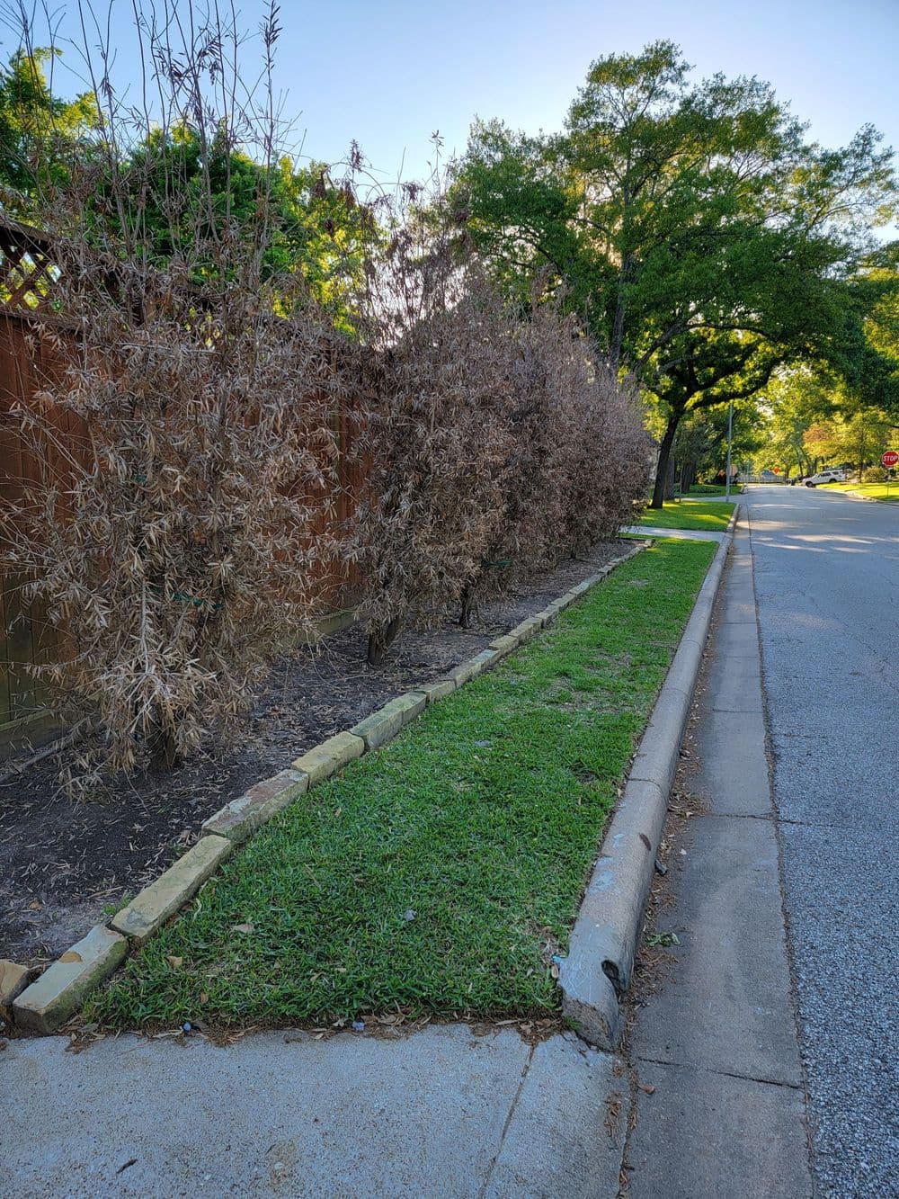 Dried shrubs along a sidewalk next to a street, with lush trees in the background.
