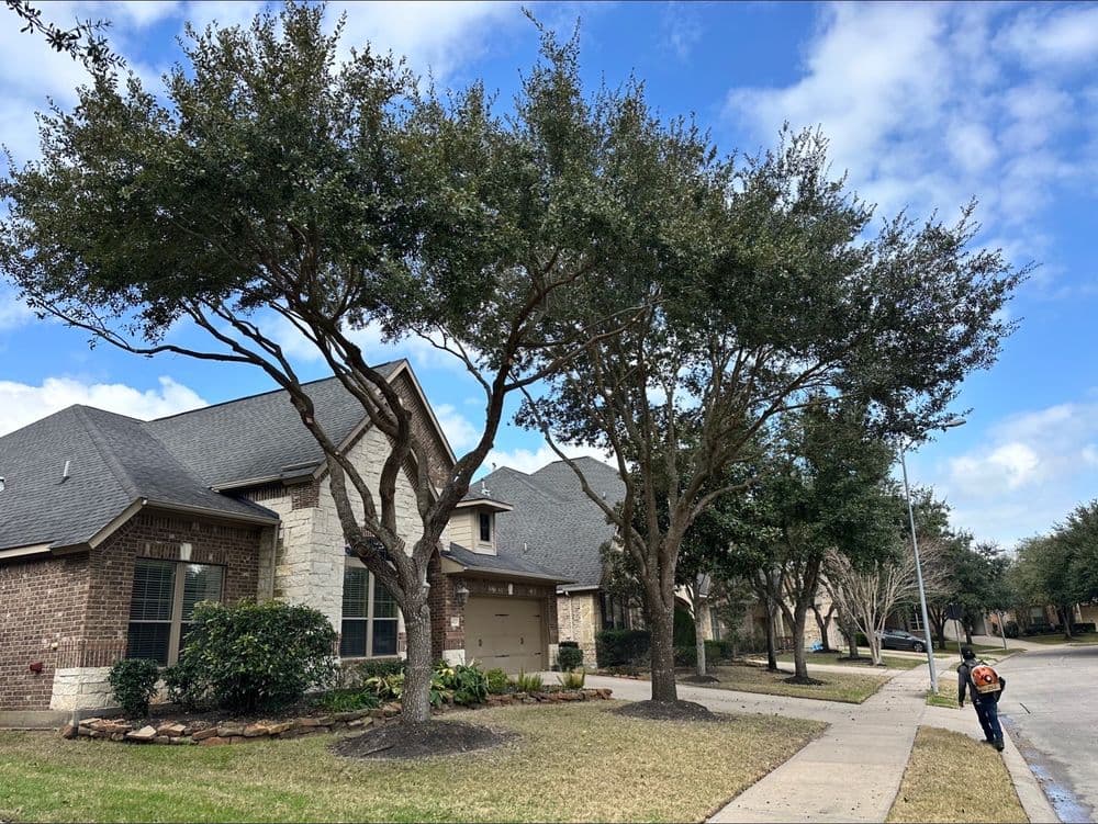 Neighborhood street with large trees, brick homes, and a person walking on the sidewalk.