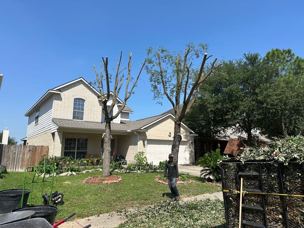 Tree trimming service in front of a suburban home with clear blue skies.