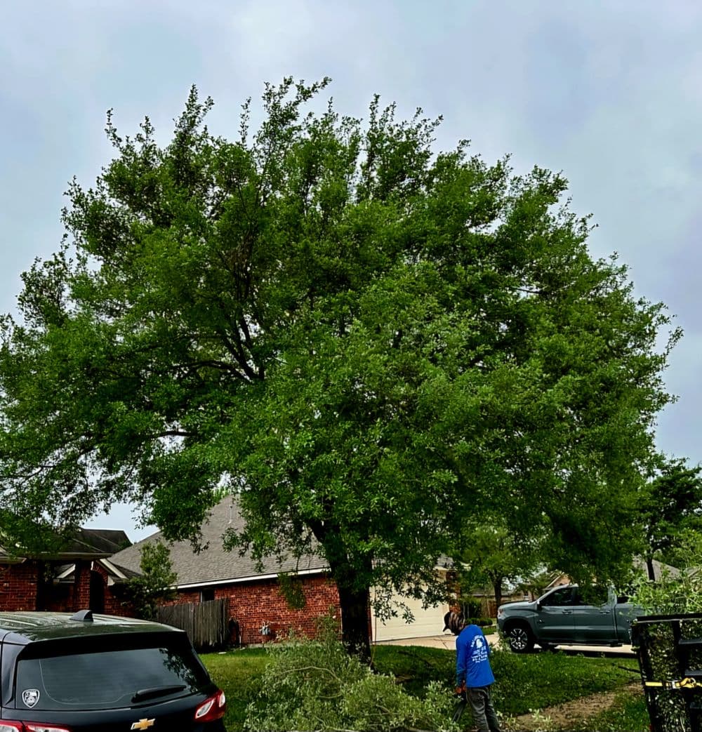 Person pruning a large green tree in a suburban yard with nearby cars.