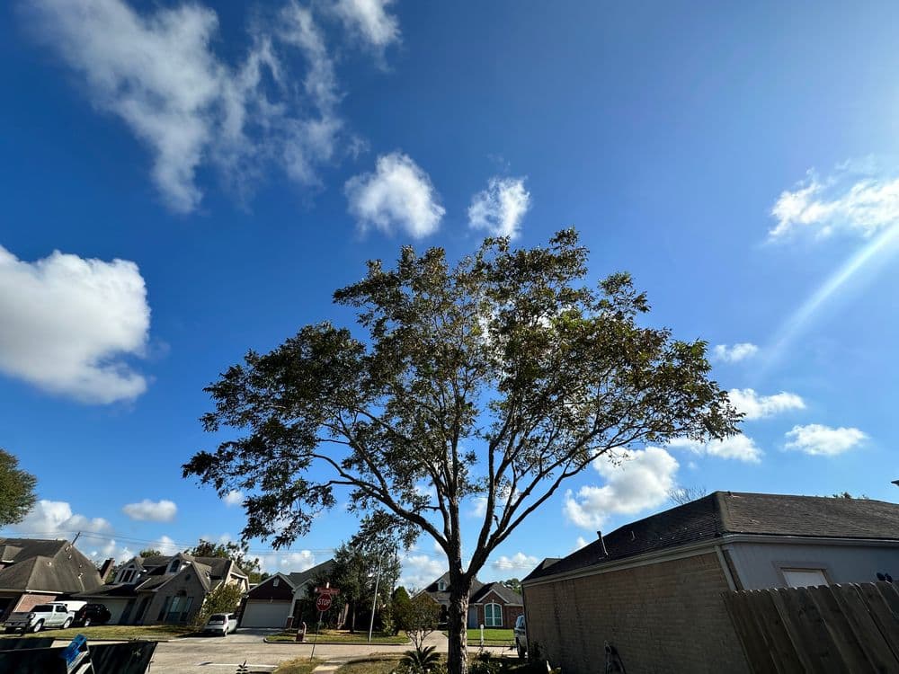 Large tree under a bright blue sky with fluffy clouds, surrounded by residential houses.