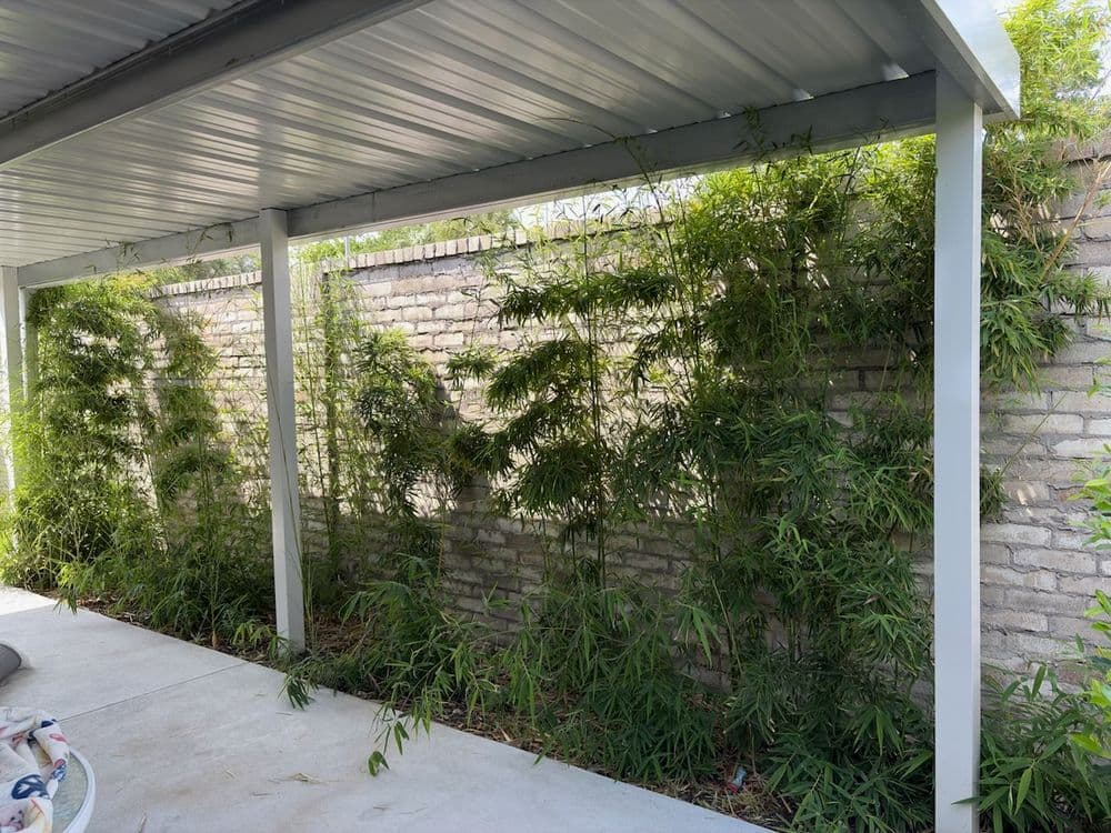 Lush bamboo plants growing against a brick wall under a covered patio.