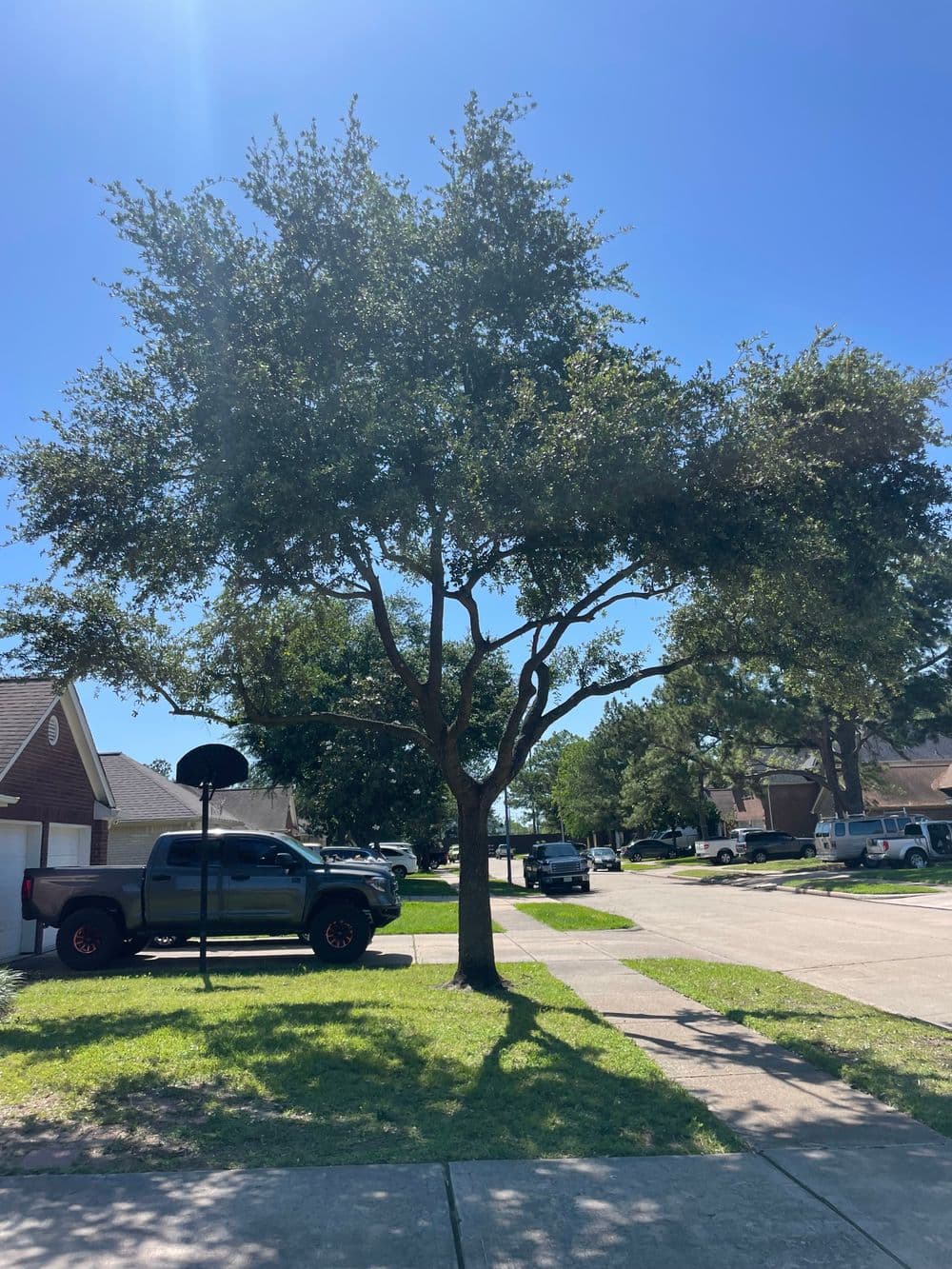Lush green tree on suburban street with parked cars under clear blue sky.