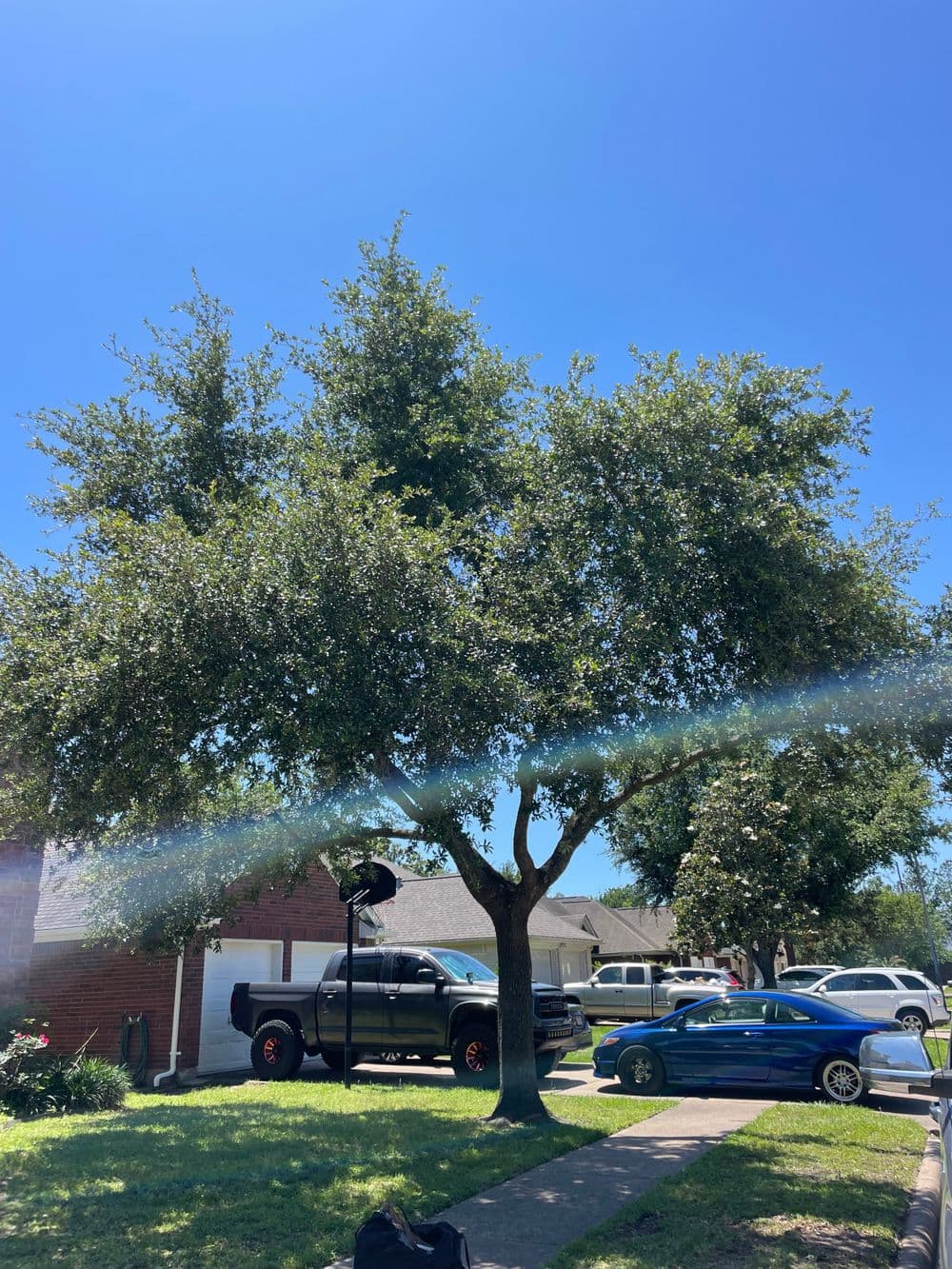 Lush green tree in front yard with parked black truck and blue car under a clear blue sky.