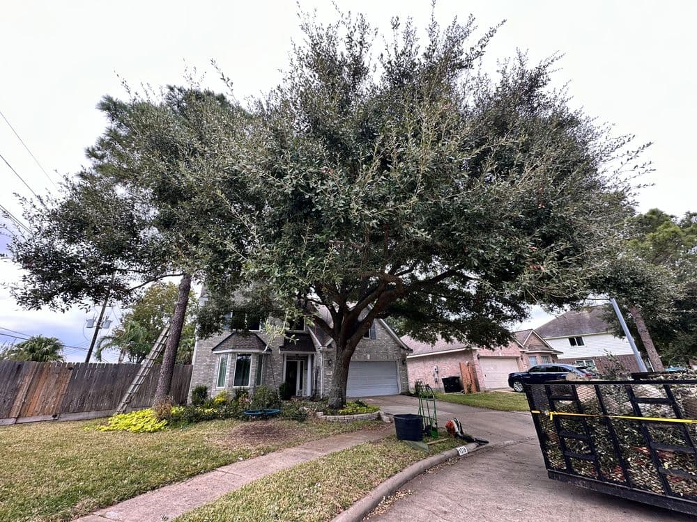 Large oak tree shading a suburban home with a landscaped yard and driveway.