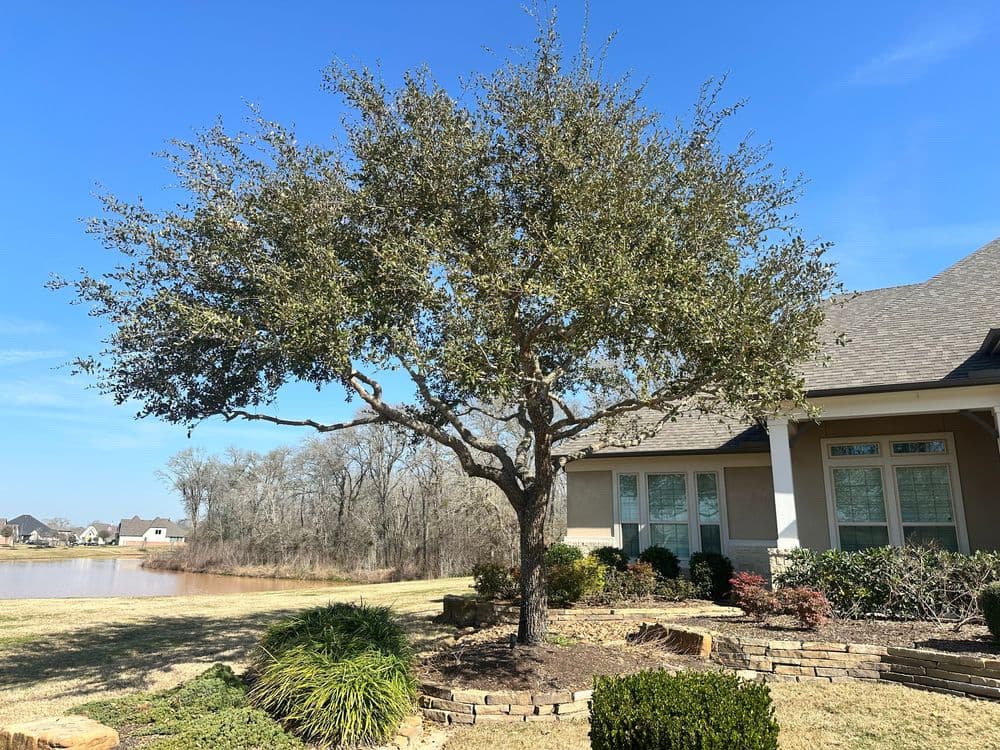 Lush oak tree beside a house, overlooking a serene lake and landscaped garden.