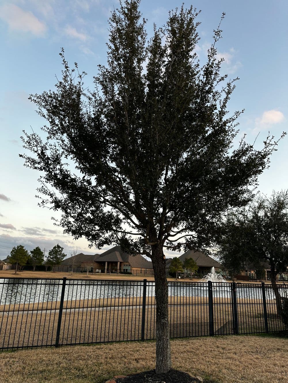 Lone tree by a pond with a fenced area and houses in the background at sunset.