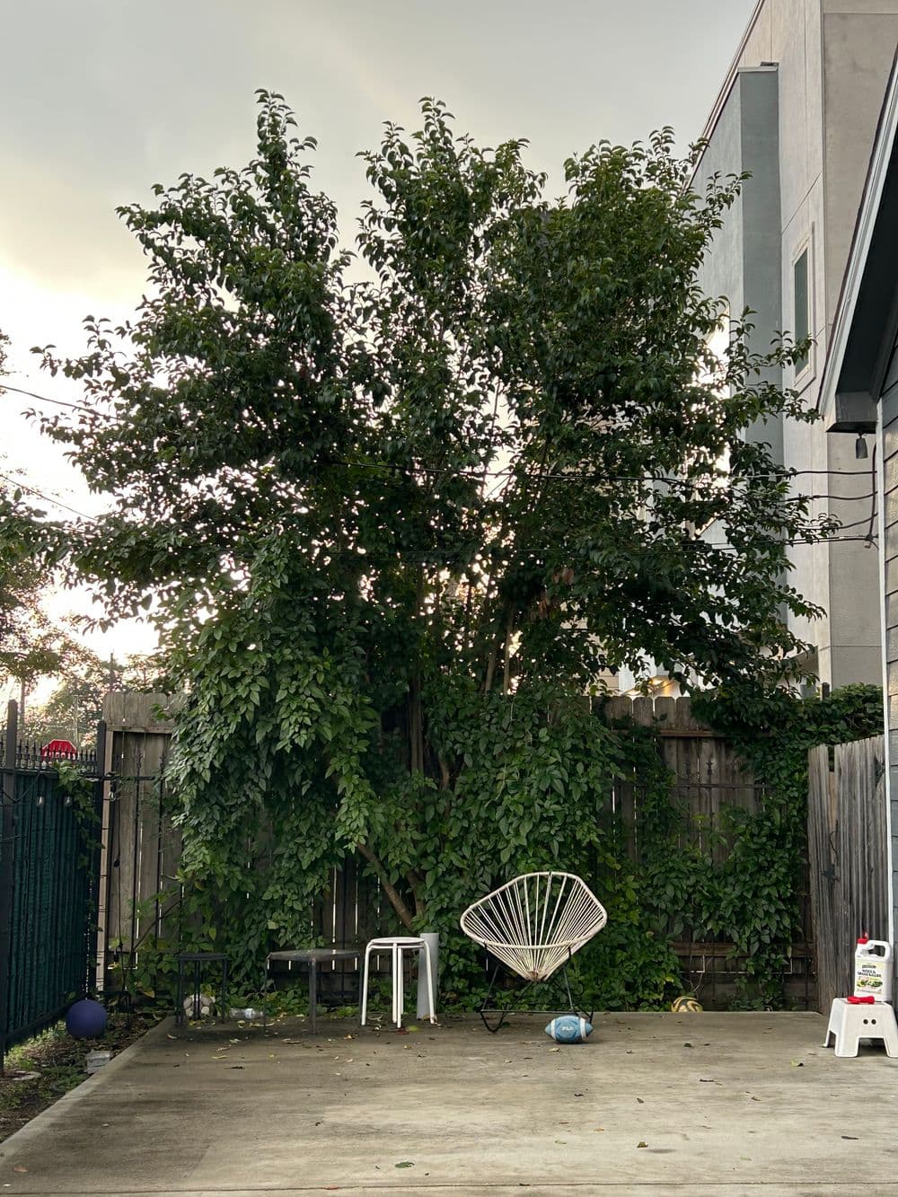 Lush green tree in a backyard with an Acapulco chair and concrete ground.