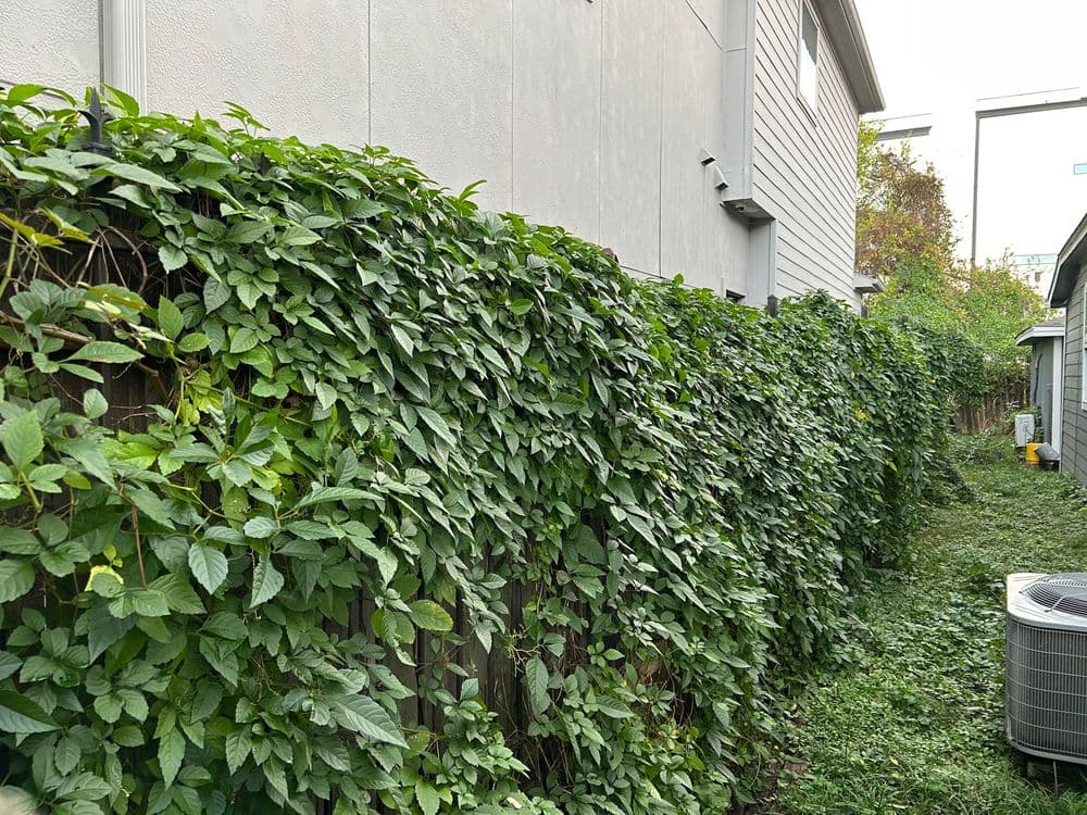 Lush green vine-covered fence alongside a residential building with air conditioning unit.