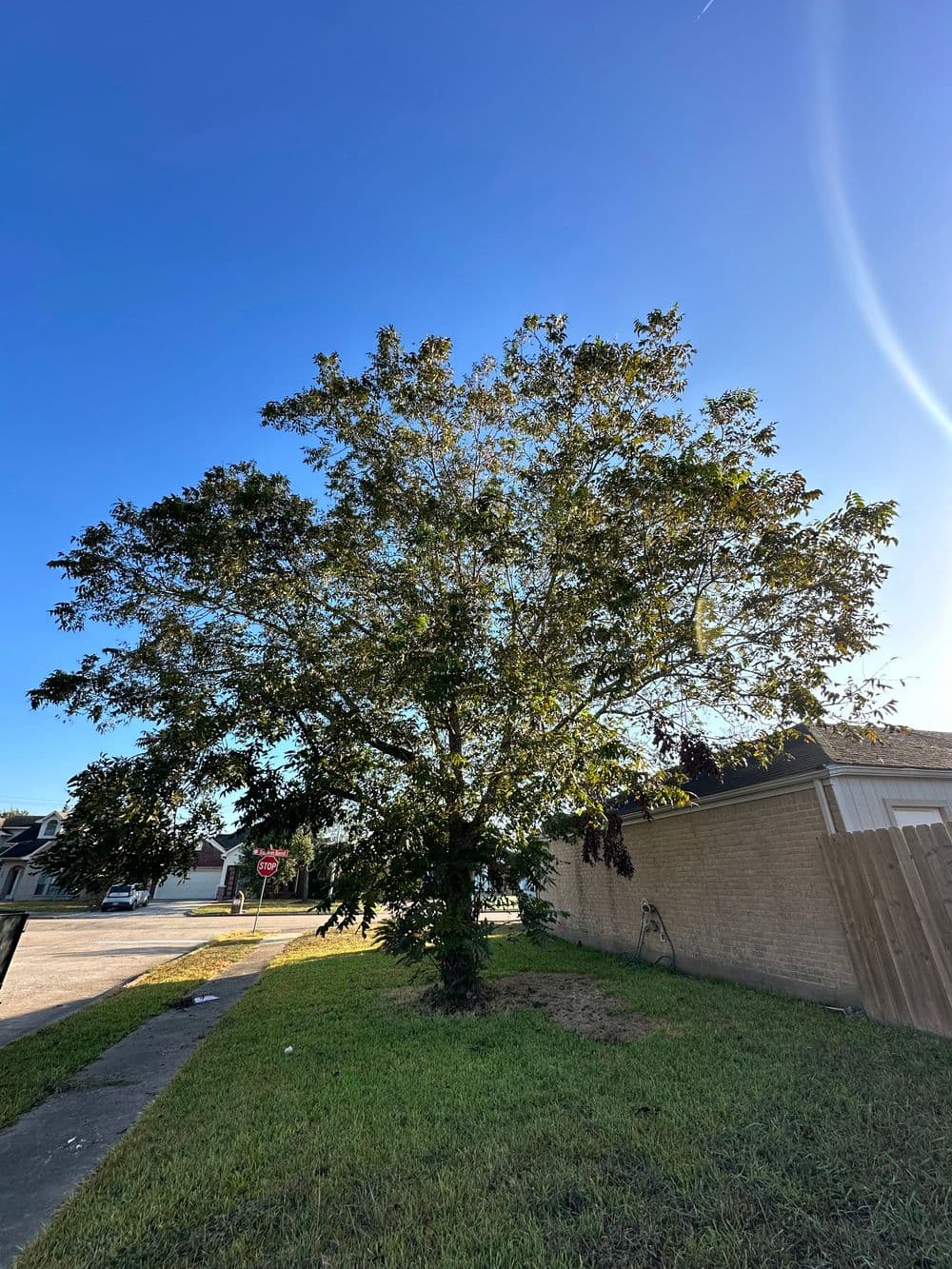 Large, leafy tree with a clear blue sky and a suburban backdrop.