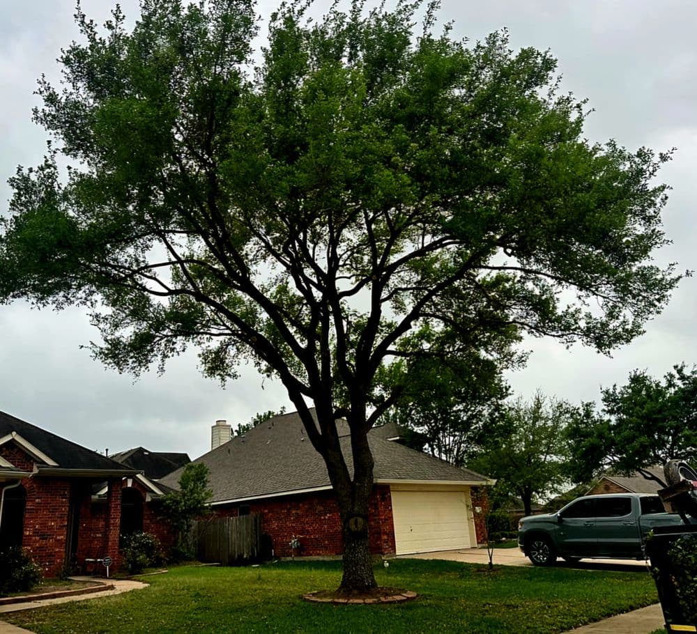 Large green tree in front yard of a suburban home with a gray truck parked nearby.