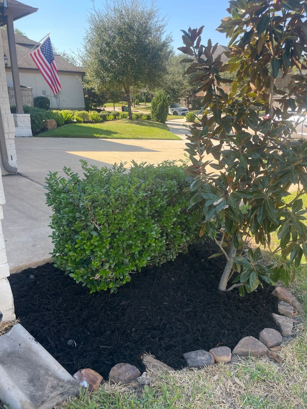 Landscape featuring a neatly trimmed bush, magnolia tree, and mulch along a driveway.