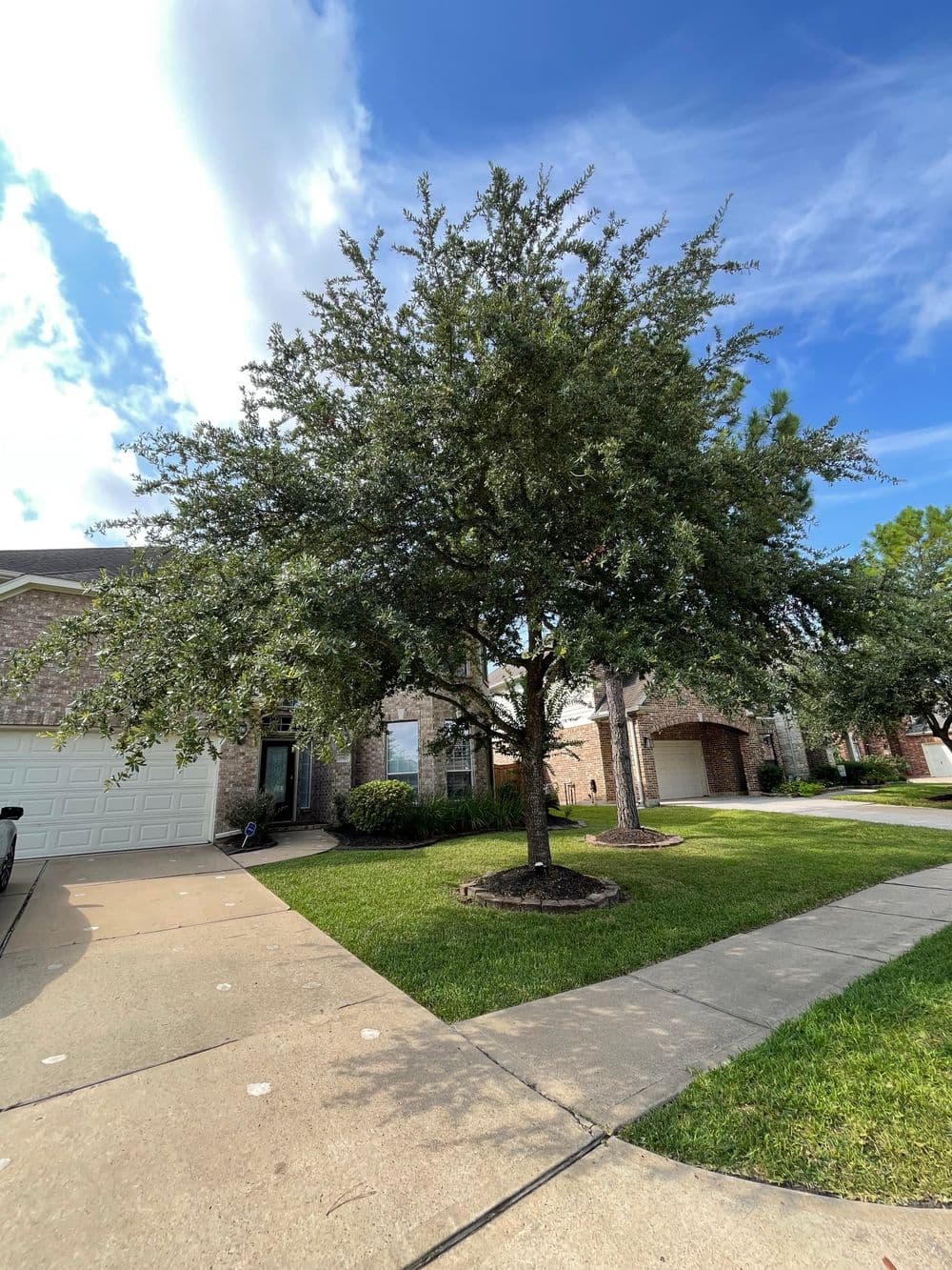 Lush green tree in a residential front yard with driveway and sidewalk under blue sky.