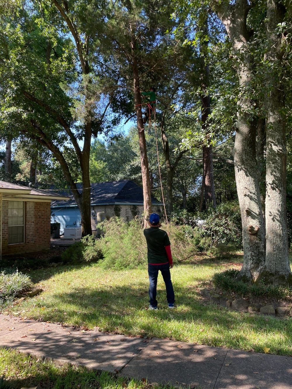 Person using a rope to trim branches from a tall tree in a residential yard.