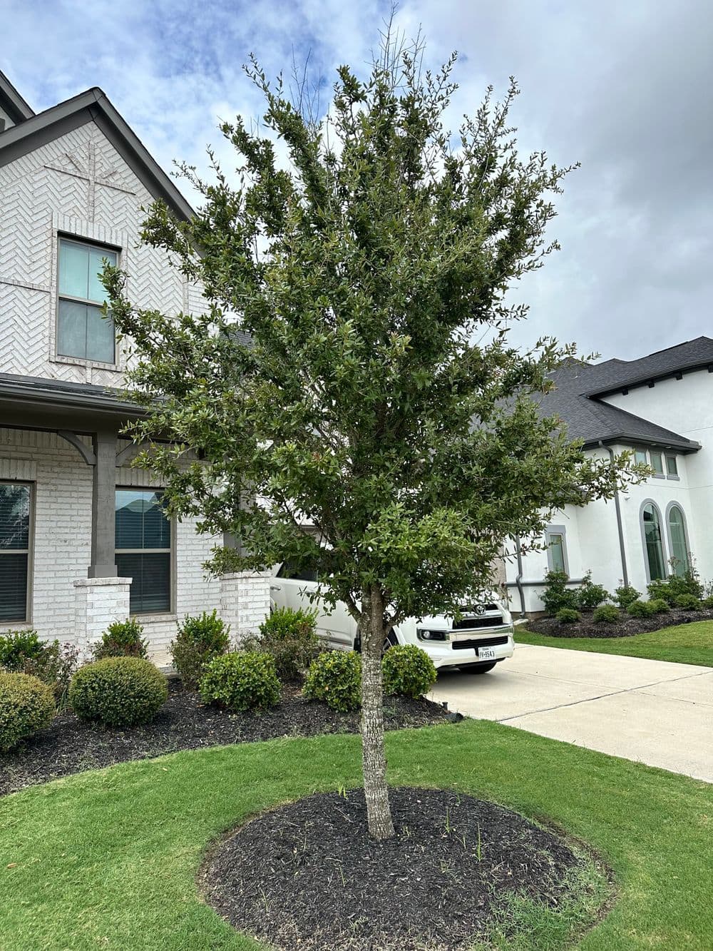 Lush green tree in front yard of a stylish suburban home with white brick exterior.