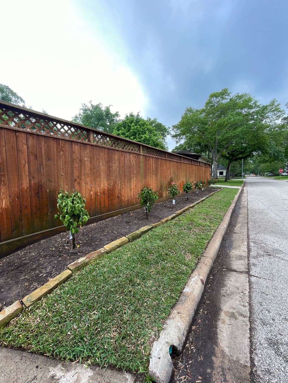 Newly planted shrubs along a wooden fence beside a sidewalk on a residential street.