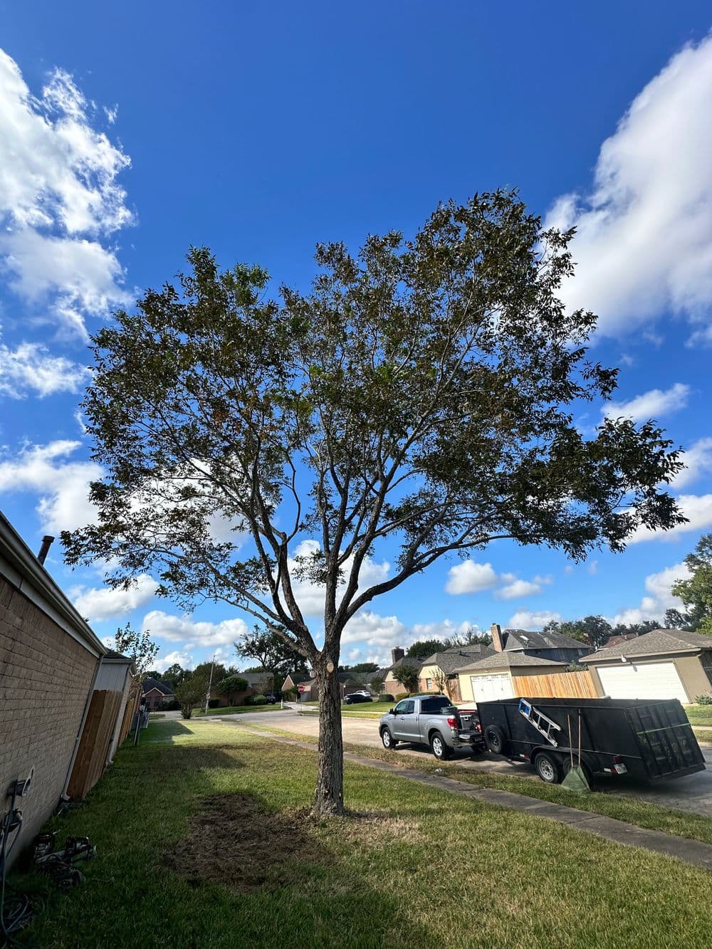Lush green tree in residential area under a blue sky with clouds.